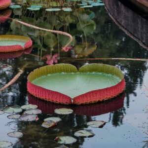 Cambridge Botanic Gardens